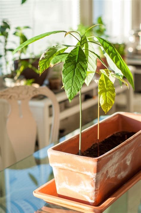 How To Grow Avocados Indoors Two Peas In A Condo