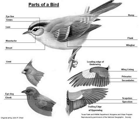 parts   bird bird animals ornithology
