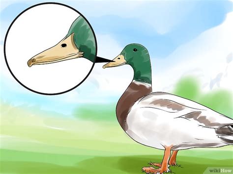 comment faire la différence entre un canard mâle et un canard femelle