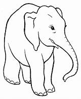 Elephant Coloring Pages Easy Printable Kids sketch template