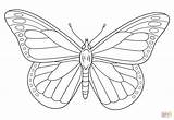 Mariposa Monarca Monarch Busca sketch template