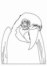 Perroquet Coloriage Colorier Hugolescargot Oiseaux Enregistrée sketch template