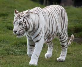 filewhite tiger  jpg