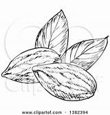 Almond Drawing Almonds Clipart Getdrawings sketch template
