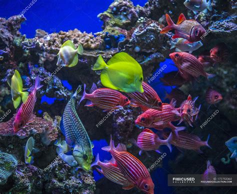 vue sous marine de poissons tropicaux colores maui animaux stock