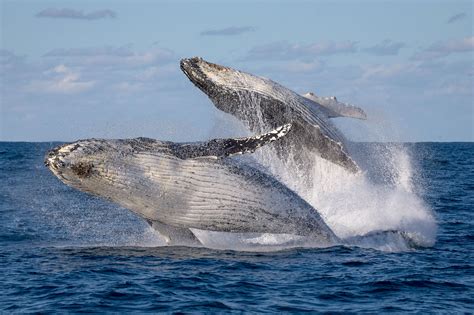 migrating humpback whales show   rare double breach storytrender