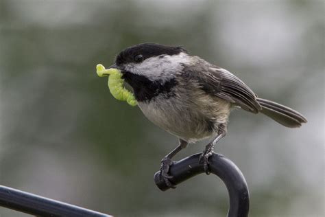 chickadees feed  young northwest picture maker