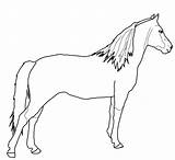 Morgan Pferd Ausmalbilder Pferde Rose sketch template