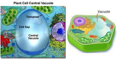 vacuole  plant cell