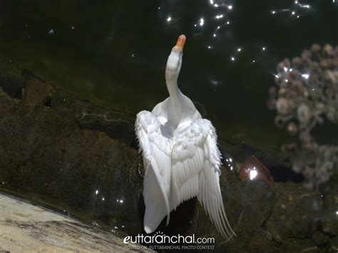 white swan uttarakhand