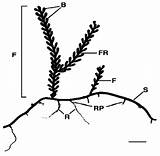 Caulerpa Kne Life Opportunities Racemosa Challenges Developing Functional Foods sketch template