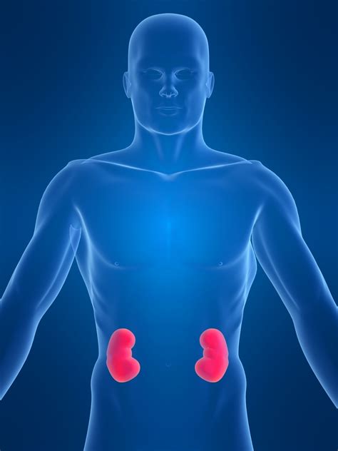 importance  healthy kidneys detoxforlifebiz
