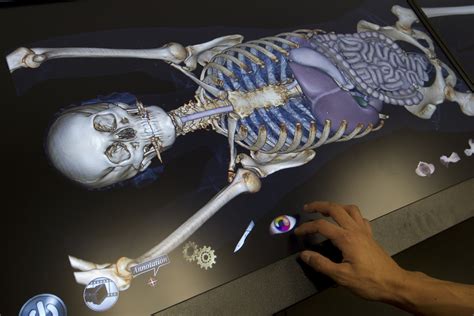 body image computerized table lets students  virtual dissection news center stanford medicine