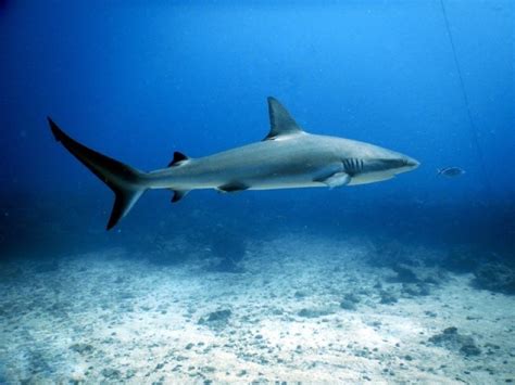 antilliaansdagblad riffen gezonder door haaienpopulatie knipselkrant curacao