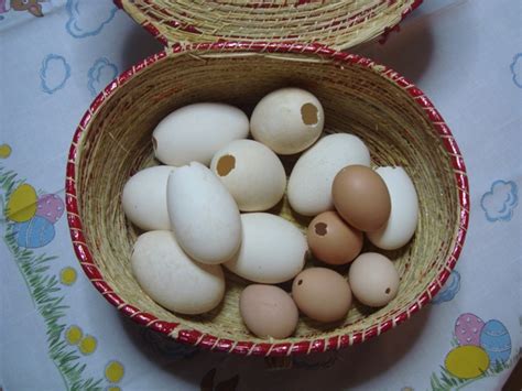 criacoes em familia cia soprando ovos