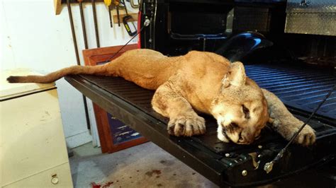 Editorial The Cougar Killed In Illinois Was Looking For Love Chicago