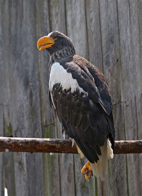 pictures  information  stellers sea eagle
