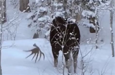 moose antler shed caught  camera  rare sighting unofficial networks