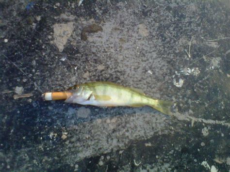 fish smoking cigarette rfunny