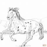 Coloring Horse Pages Knabstrupper Printable Horses Drawing Beautiful Categories sketch template