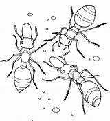 Coloring Ants Fourmi Formiga Coloriages Formigas Clipground Girlscoloring Coloringpagesfortoddlers Insect sketch template