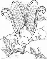Lyrebird Coloring Pages Peacock Superb Printable Feathers Animals Para Drawings Choose Board sketch template