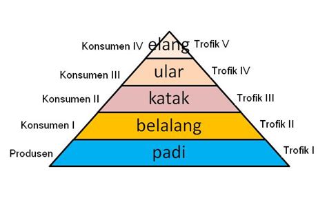 Rangkuman Materi Ekosistem Interaksi Makhluk Hidup Dan