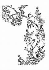 Cerisier Fleurs Japonais Ccm2 Japonaises Oiseau Libres Banque sketch template
