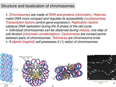 Ppt Procaryotes A Single Circular Chromosome Typically 5 10 6 Base