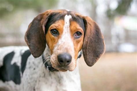 coonhound beagle mix presenting  finest hunting dog