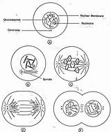 Cell Drawing Worksheet Mitosis Cycle Reproduction Division Diagram Labeled Animal Types Meiosis Regulating Answers Getdrawings Drawings Diagrams Figure Elegant Vs sketch template