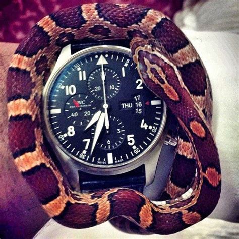 snake  anish  collection iwc