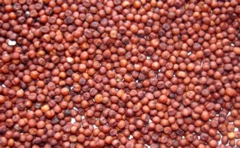 ragi finger millet ragi crop रागी in coimbatore five star foods
