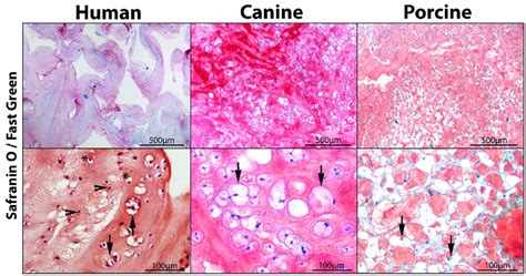 canine  porcine nucleus pulposus np tissue  typical