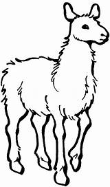 Llama Coloring Alpaca Pages Printable Kids Choose Board Print Colouring Sheets Animal sketch template