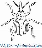 Weevil Coloring Draw Drawings Easy 97kb 350px Tutorial Print sketch template