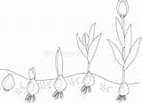 Tulipano Crescita Grano sketch template