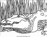 Coccodrilli Coccodrillo Krokodile Malvorlage sketch template