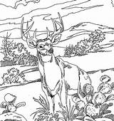 Coloring Deer Realistic Adults Pages Coloringbay sketch template