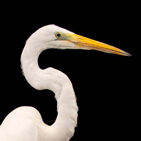 great egret national geographic