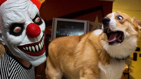 funny dogs scared  halloween compilation funnycom