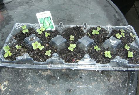 grow cabbage seeds   garden dengarden
