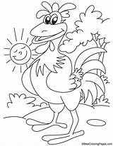 Rooster Coloring Pages Morning Large Color Cock Popular Comments Bestcoloringpages Coloringhome sketch template