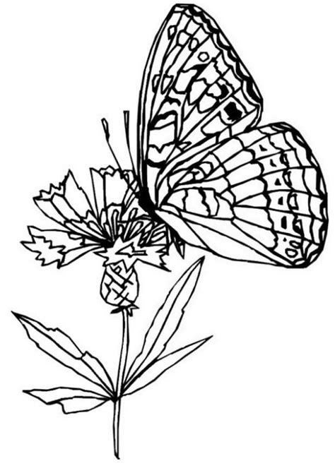 coloring pages  butterflies  flowers   coloring
