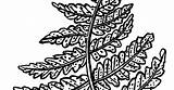 Fern Ferns sketch template
