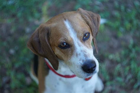 choosing  beagle mix breed      home embora pets