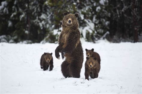 Do Grizzly Bears Belong In Washington State