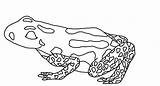 Pfeilgiftfrosch Dart Frog Malvorlagen sketch template