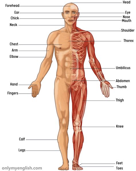 body parts name in english with pictures