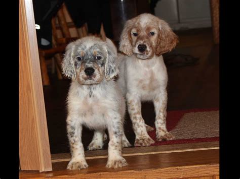 beirls english setters puppies  sale
